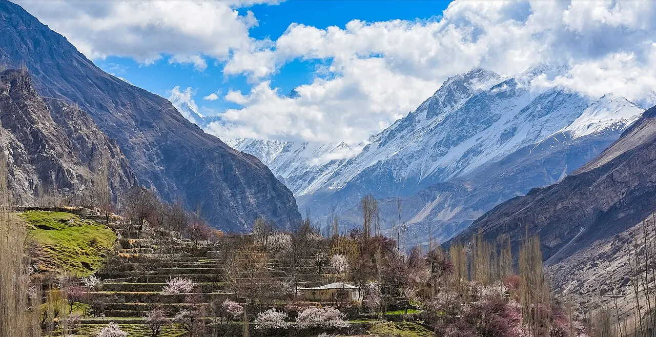 Hunza Cherry Blossom